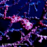 Pygmy Seahorse